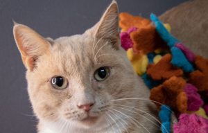 Read more about the article Adopt-a-Pet Nov. 16