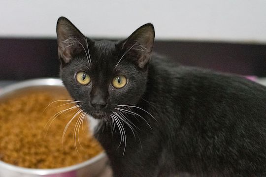 You are currently viewing Adopt-a-Pet Jan. 18
