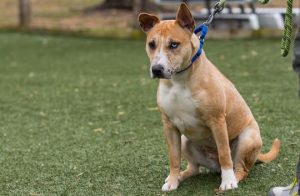 Read more about the article Adopt-a-Pet Jan 25