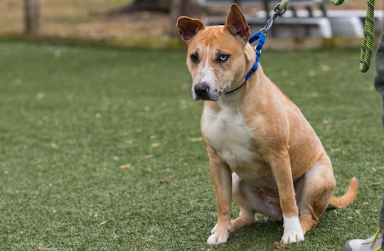 You are currently viewing Adopt-a-Pet Jan 25