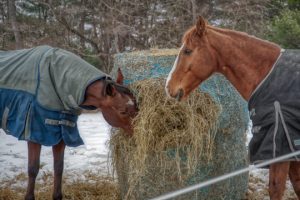 Read more about the article Photo of the Week: Table Manners
