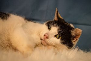 Read more about the article Adopt-a-Pet Feb. 8
