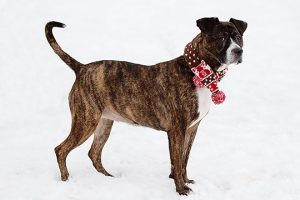 Read more about the article Adopt-a-Pet March 1
