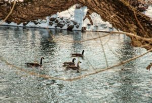 Read more about the article Photo of the Week: A Chilling Dip