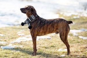 Read more about the article Adopt-a-Pet March 8