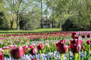 Read more about the article Tapestry of color at Longwood Gardens