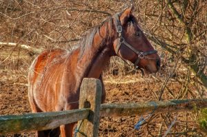 Read more about the article Photo of the Week: Standing Proud