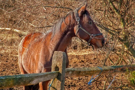 You are currently viewing Photo of the Week: Standing Proud