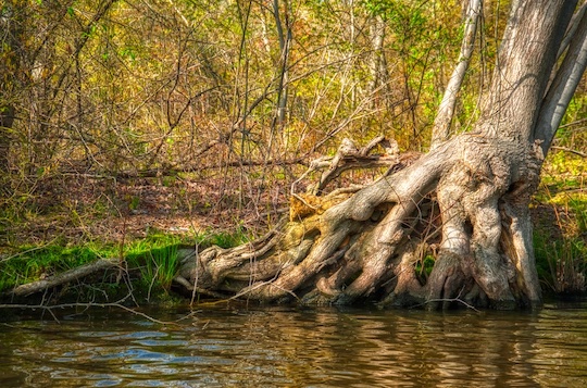 You are currently viewing Photo of the Week: Staying Rooted