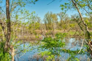 Read more about the article Photo of the Week: The Swamp Awakens