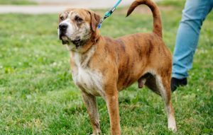 Read more about the article Adopt-a-Pet June 14