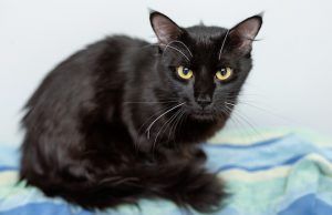 Read more about the article Adopt-a-Pet June 28