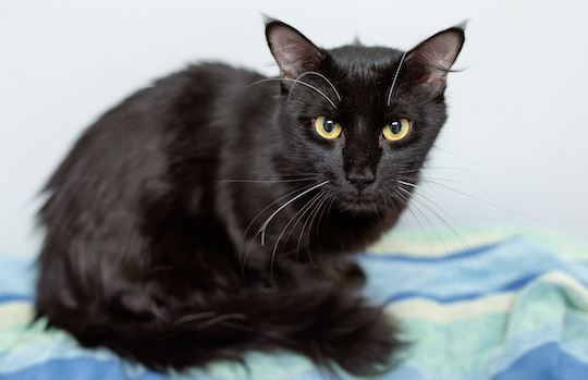 You are currently viewing Adopt-a-Pet June 28