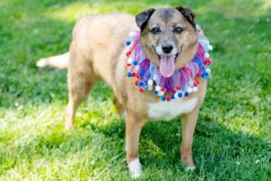 Read more about the article Adopt-a-Pet July 5