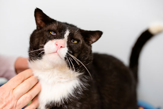 You are currently viewing Adopt-a-Pet July 26