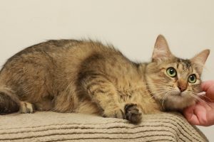 Read more about the article Adopt-a-Pet July 12