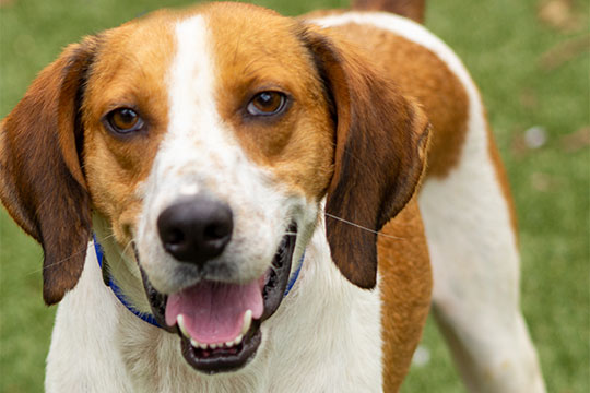 You are currently viewing Adopt-a-Pet July 19