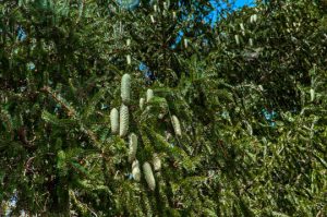 Read more about the article Photo of the Week: Cones on the Pine