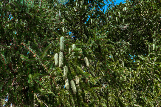 You are currently viewing Photo of the Week: Cones on the Pine