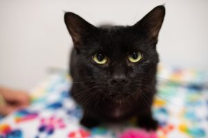 Read more about the article Adopt-a-Pet Aug. 16