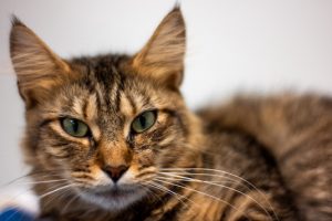 Read more about the article Adopt-a-Pet Aug. 30