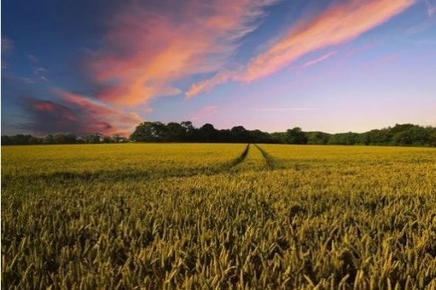 You are currently viewing Exploring the small farm dream