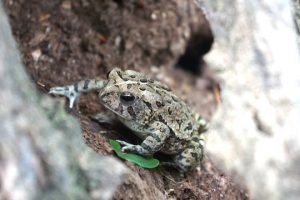 Read more about the article Habitat acreage preserved in Delaware