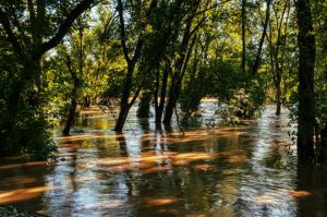 Read more about the article Photo of the Week: Brandywine Bayou