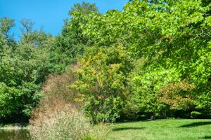Read more about the article Photo of the Week: Late Summer