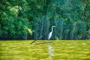 Read more about the article Photo of the Week: Walking the Plank