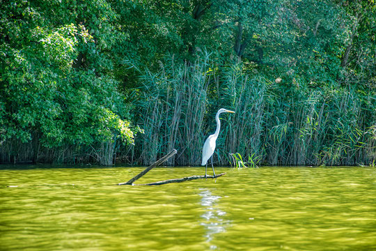 You are currently viewing Photo of the Week: Walking the Plank
