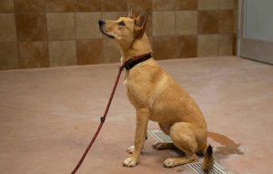 Read more about the article Adopt-a-Pet Sept. 6