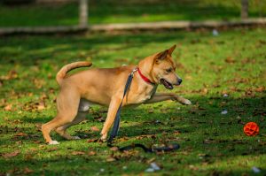 Read more about the article Adopt-a-Pet Oct. 18