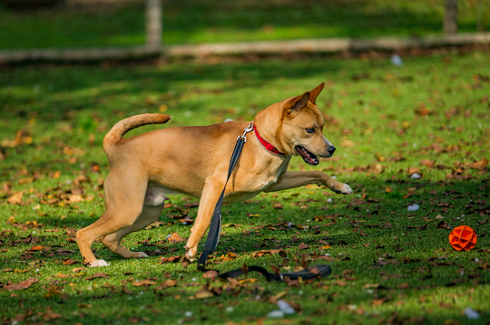 You are currently viewing Adopt-a-Pet Oct. 18