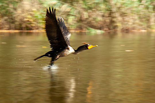 You are currently viewing Photo of the Week: Zoom