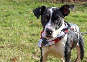 Read more about the article Adopt-a-Pet Jan. 3