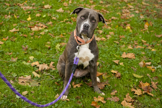 You are currently viewing Adopt-a-Pet Dec. 20