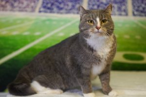 Read more about the article Adopt-a-Pet Dec. 27