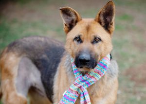 Read more about the article Adopt-a-Pet Jan. 17