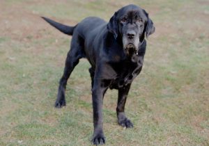 Read more about the article Adopt-a-Pet Jan. 31