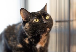 Read more about the article Adopt-a-Pet Feb 21