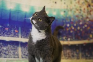 Read more about the article Adopt-a-Pet Feb. 7
