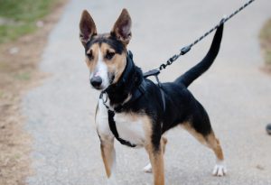 Read more about the article Adopt-a-Pet March 21
