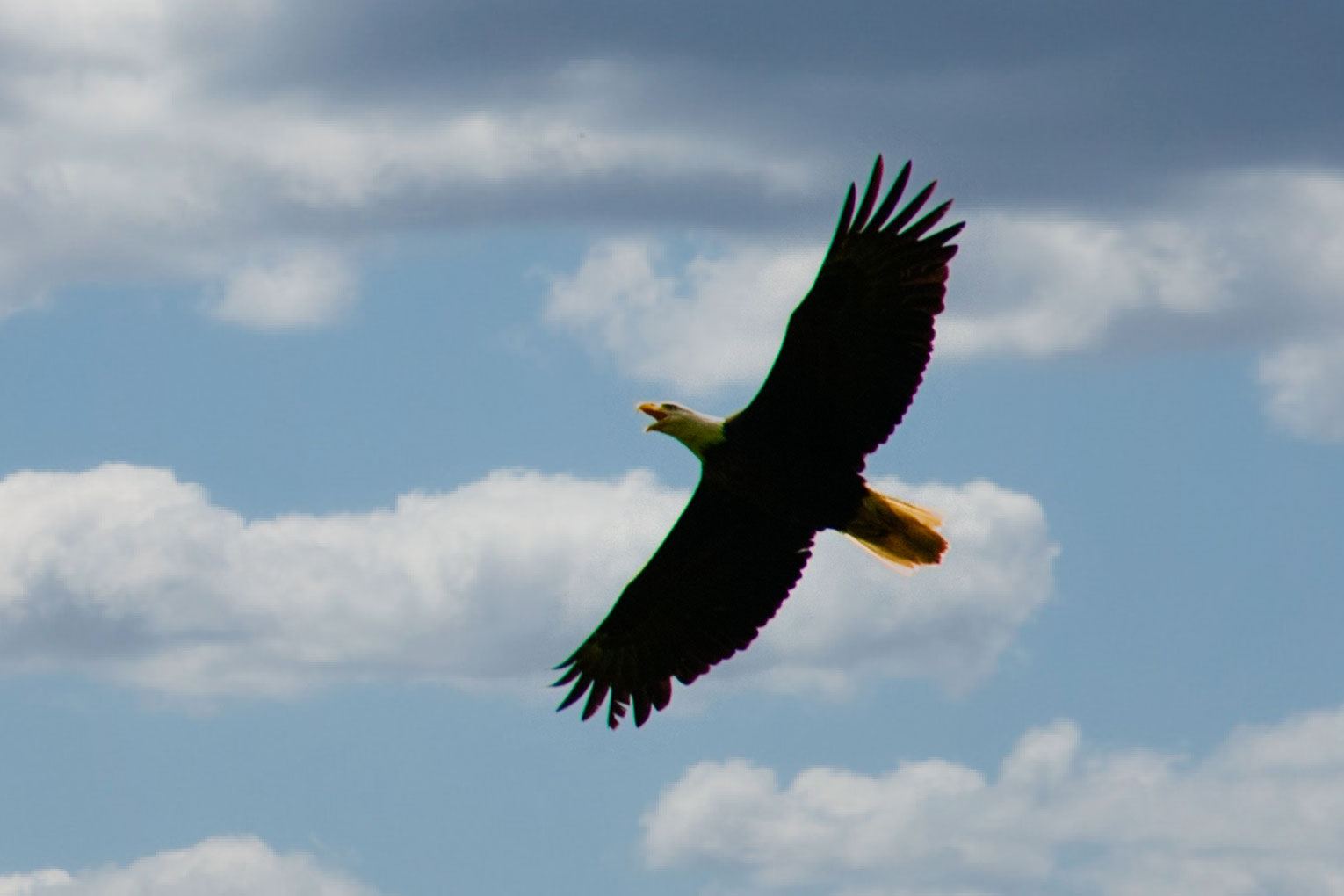 You are currently viewing Bird flu kills eagle in E. Marlborough