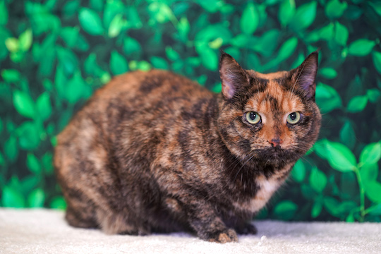You are currently viewing Adopt-a-Pet March 14