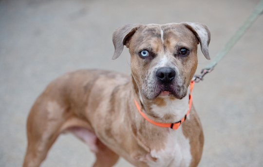 You are currently viewing Adopt-a-Pet April 4