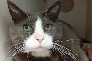 Read more about the article Adopt-a-Pet April 25