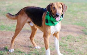 Read more about the article Adopt-a-Pet May 2