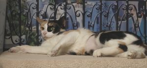 Read more about the article Adopt-a-Pet May 30