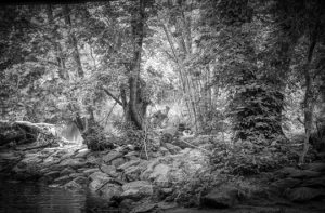 Read more about the article Photo of the Week: Swamp Thing